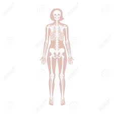 It is the most complete reference of human anatomy available on web, ipad, iphone and explore over 6700 anatomic structures and more than 670 000 translated medical labels. Woman Skeleton Anatomy In Front View Vector Isolated Flat Illustration Royalty Free Cliparts Vectors And Stock Illustration Image 145038619