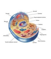 biology ii cell structure and function quiz proprofs quiz