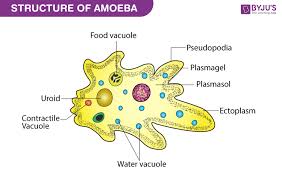 Amoeba Structure And Classification Of Amoeba