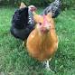 What the Cluck! Beginner Chicken Keeping