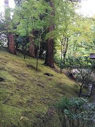 Acer Palmatum At Japanese Garden Portland Oregon Very Open Canopy Japanese Garden Acer Palmatum Country Roads