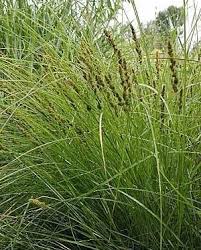 Image result for Carex angolensis