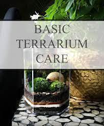 Basic Moss Terrarium Care Terrarium Moss Terrarium Succulent Terrarium
