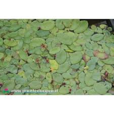 Image result for Brasenia