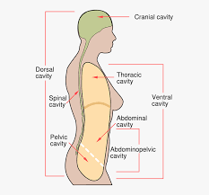 Maybe you would like to learn more about one of these? Human Body Diagram Medical Woman Female Anatomy Body Cavities Hd Png Download Kindpng