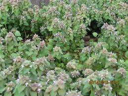 The weed blooms with yellow flowers in summer. What S That Purple Weed Integrated Crop Management