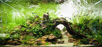 90x45x45cm Planted Dragon Stone Aquascape Freshwater Aquarium Plants Fresh Water Fish Tank Aquascape