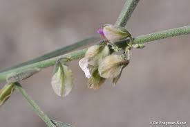 Image result for Polygala erioptera