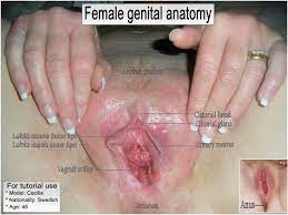File:Female vaginal anatomy.jpg 