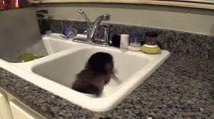 baby monkey nala gets all wet in the