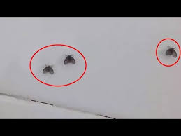 407 家里到处都是小飞虫 比蚊子还讨厌 教你一招 几分钟就能全消灭 youtube life hacks hacks miscellaneous