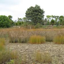 Image result for Juncus kraussii