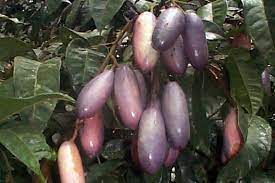 Our research showed that indigenous fruit trees, which occur across different ecological zones in africa, are rich sources of vitamins, minerals, protein and valuable phytochemicals. Domesticating African Fruit Trees Interviews Naked Scientists
