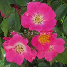 Find help and information on rosa 'american pillar' rose rambling rose, including varieties and pruning advice. Rosen Online Kaufen American Pillar Rosenpark Draeger De