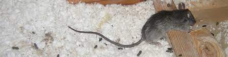 How To Kill Rats Does Poison Work