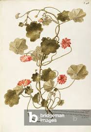 Image result for Tropaeolaceae