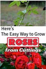 Everyone Love Roses But They Aren T Among The Easy To Propagate Plants Watch Our Short Video To Learn The Best Way T Plants Rose Plant Care Propagating Plants