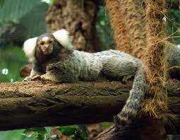 Common Marmoset Common Marmoset Monkey Species Mammals