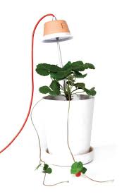 Maybe you would like to learn more about one of these? The Best Led Grow Lights For Indoor Plants Modelight