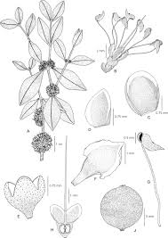 Image result for Memecylon sp. D