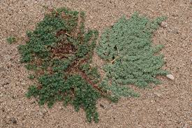 Image result for Euphorbia granulata