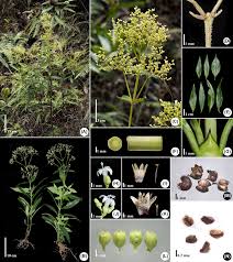 Image result for Agathisanthemum bojeri