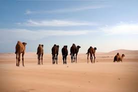 Welcome to our luxury sahara desert camping: Genetic History Of The Ship Of The Desert Revealed Eurekalert Science News