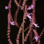 Image result for Aeollanthus pubescens