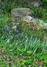 Image result for Coleotrype laurentii