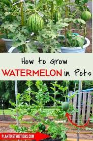 How To Grow Watermelon In Pots Container Gardening Vegetables Growing Vegetables How To Grow Watermelon
