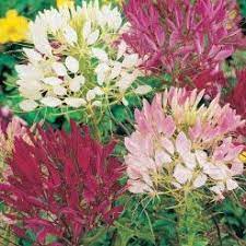 Cleome Mix Benih Tanaman Bunga