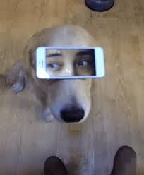 365 x 365 animatedgif 1402 кб. Dog Golden Gif Dog Golden Retriever Discover Share Gifs