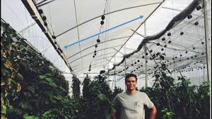 Imagine what more you can get with green things growing in your greenhouse with the minimal amount and effort you put into it! Tropical And Hot Climate Greenhouse Design Natural Ventilation Augmented Cooling Nvac Greenhouse Youtube