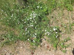Find out how to get rid of brambles and keep them at bay for good, in this quick tips video with jamie butterworth: How To Get Rid Of Bindweed Creeping Jenny Dengarden