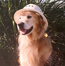 Je mehr die hunde integriert sind, desto wohler fühlen sie sich. Golden Retriever With Hat Photograph By Karen Zuk Rosenblatt