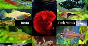 15 Best Betta Fish Tank Mates A Complete Guide