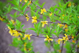 The vines can grow up to 20 feet in the wild. Small Yellow Flowers Blooming On A Few Vines Stock Photo Picture And Royalty Free Image Image 27602051