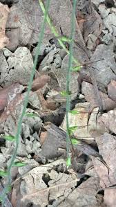 Image result for Oplismenus