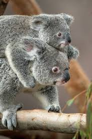 Queensland Koalas Cute Animals Koala Animals