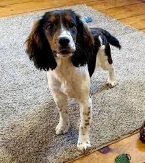 Erin has been around springers almost as long as i have and is very knowledgeable about the breed and has the same passion for the breed as i have. Sage English Springer Spaniel Puppy 612080 Puppyspot