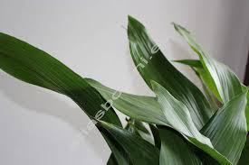 Image result for Kořenokvětka Aspidistra