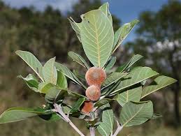 Image result for Pouteria