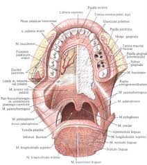 Image result for tonsilla palatina