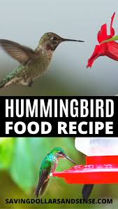 Diy This Easy Hummingbird Nectar Recipe Saving Dollars Sense Video Video Homemade Hummingbird Food Hummingbird Nectar Recipe Hummingbird Food