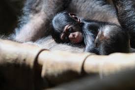 Colchester Zoo has welcomed its first baby chimpanzee in 17 years! This is  the first baby for mom Kora. The baby's name and gender have not yet been  officially confirmed. Welcome to