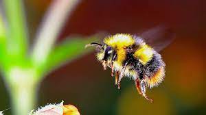 Sobald sie sich einer hummel nähern und diese sich bedroht fühlt, zeigt sie dies zu. Utopia De App Uploads 2019 08 Cc0 Pixabay Woody