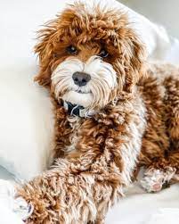 Teddybear Goldendoodles On Instagram Cuteness Overload Parents Kylie Lincoln F1bb Small Goldendoodle Small Goldendoodle Goldendoodle Teddy Bear