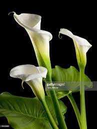 Calla Lily Stock Photo Lily Painting Arum Lily Calla Lily