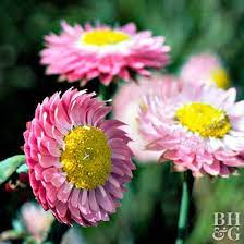 Strawflower Has Everlasting Blossoms That Make Beautiful Additions To Dried Floral Arrangements Annual Plants Australian Plants Globe Amaranth