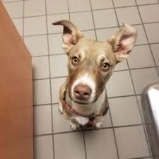 Indulge your desire for elegant living at sage stone! Veterinarians In Sun City Yelp